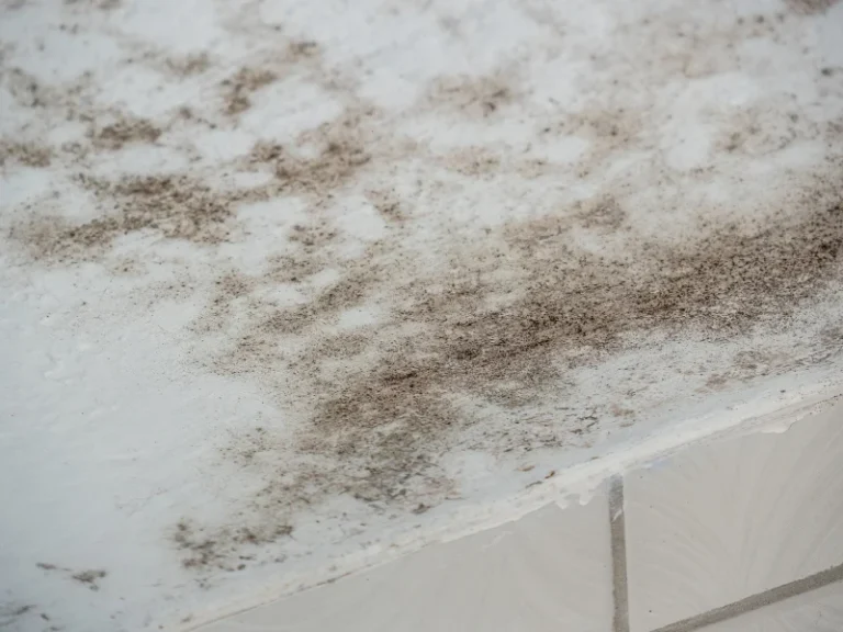 Black mold growing on a white ceiling near tiled wall.
