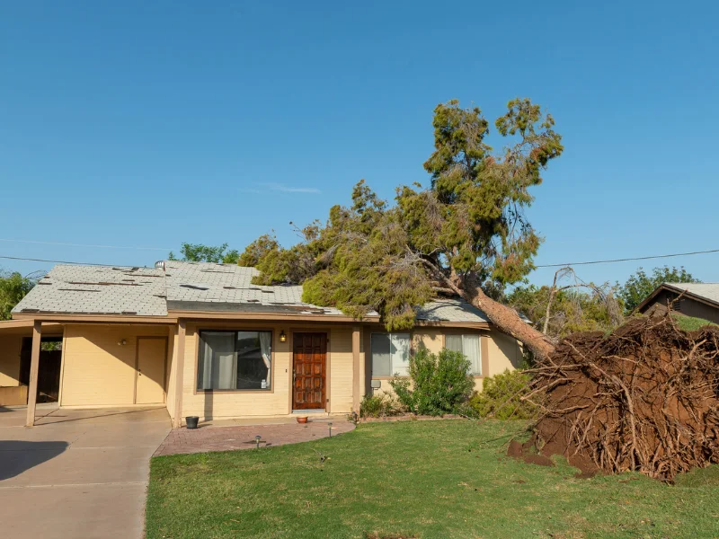 A fallen tree uprooted and leaning against the roof of a single-story house.